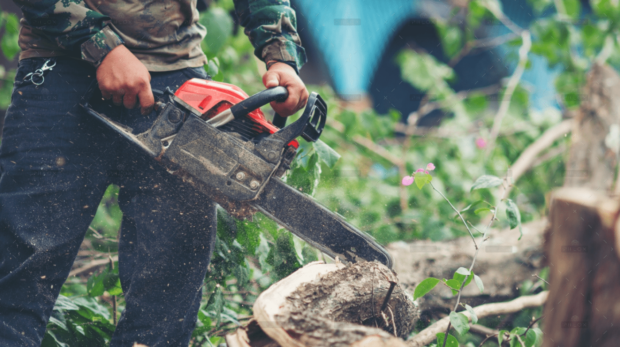 demo-attachment-1106-asian-man-cutting-trees-using-electrical-chainsaw